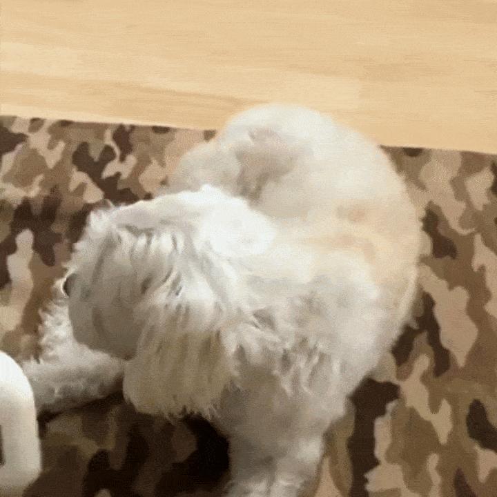 Hond met verzorgingsborstel