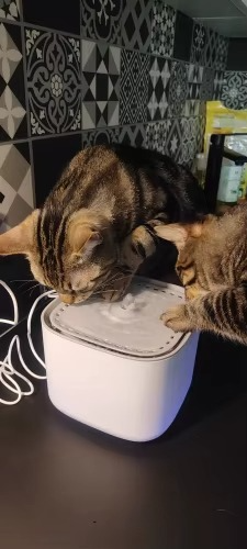 <h2>Loved by everyone, everywhere. Don't miss out.</h2>