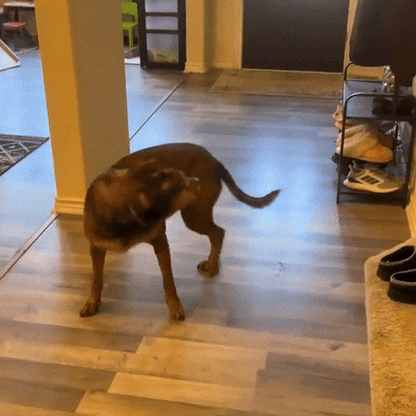 Ultrasone Hondentrainer Vriendelijke Training Zonder Schok