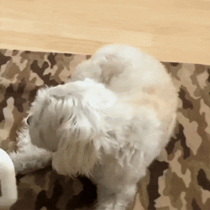 Hond met verzorgingsborstel